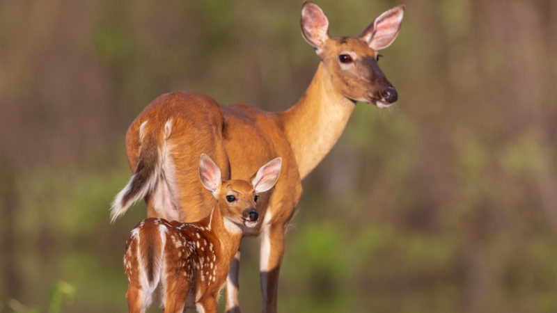 Button Buck Biology: Murphy's Law On Whitetails