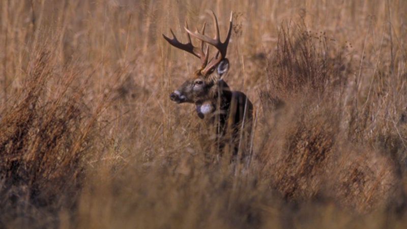 Deer Disease Leads To Reduced Hunting Licenses In North Dakota