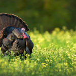 Changes Coming For Tennessee Turkey Hunting To Slow Population Decline