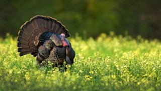 Changes Coming For Tennessee Turkey Hunting To Slow Population Decline