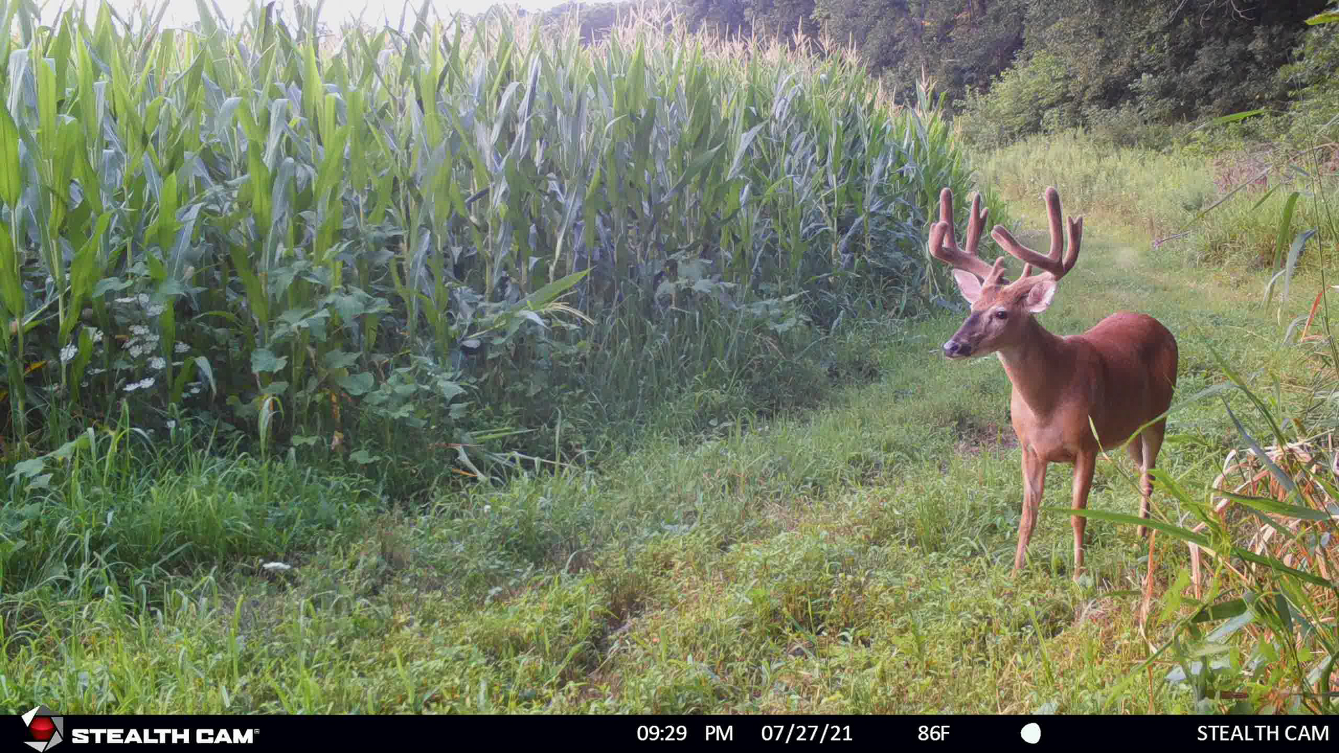 Best Time To Begin Trail Camera Inventory For Deer