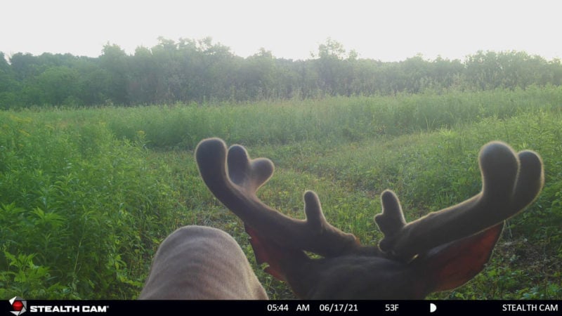 Best Time To Begin Trail Camera Inventory For Deer
