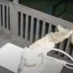 Coyote Vs. Cat In Back Porch Brawl