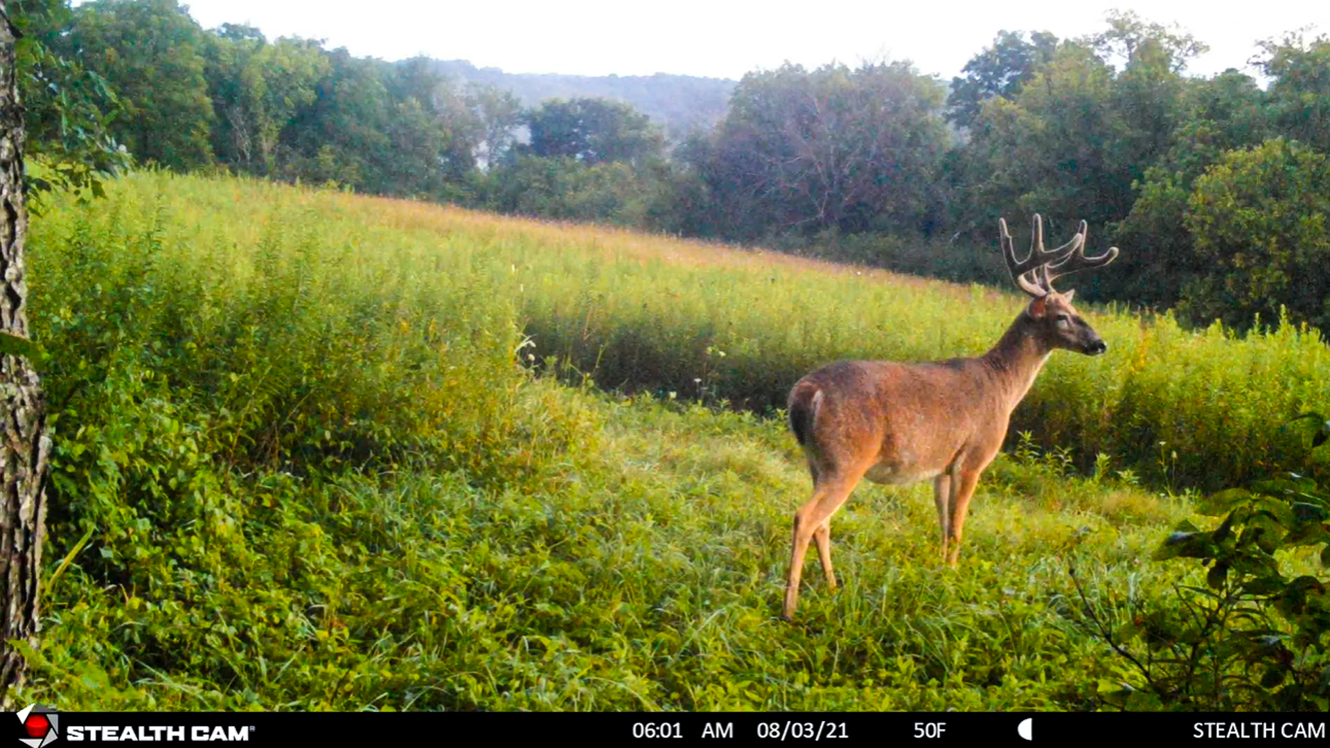 Age This Buck