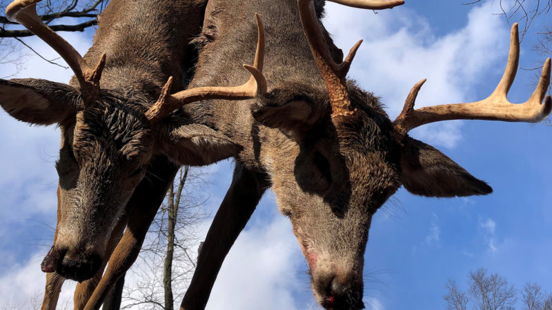 Unique Ways To View State Deer Harvests