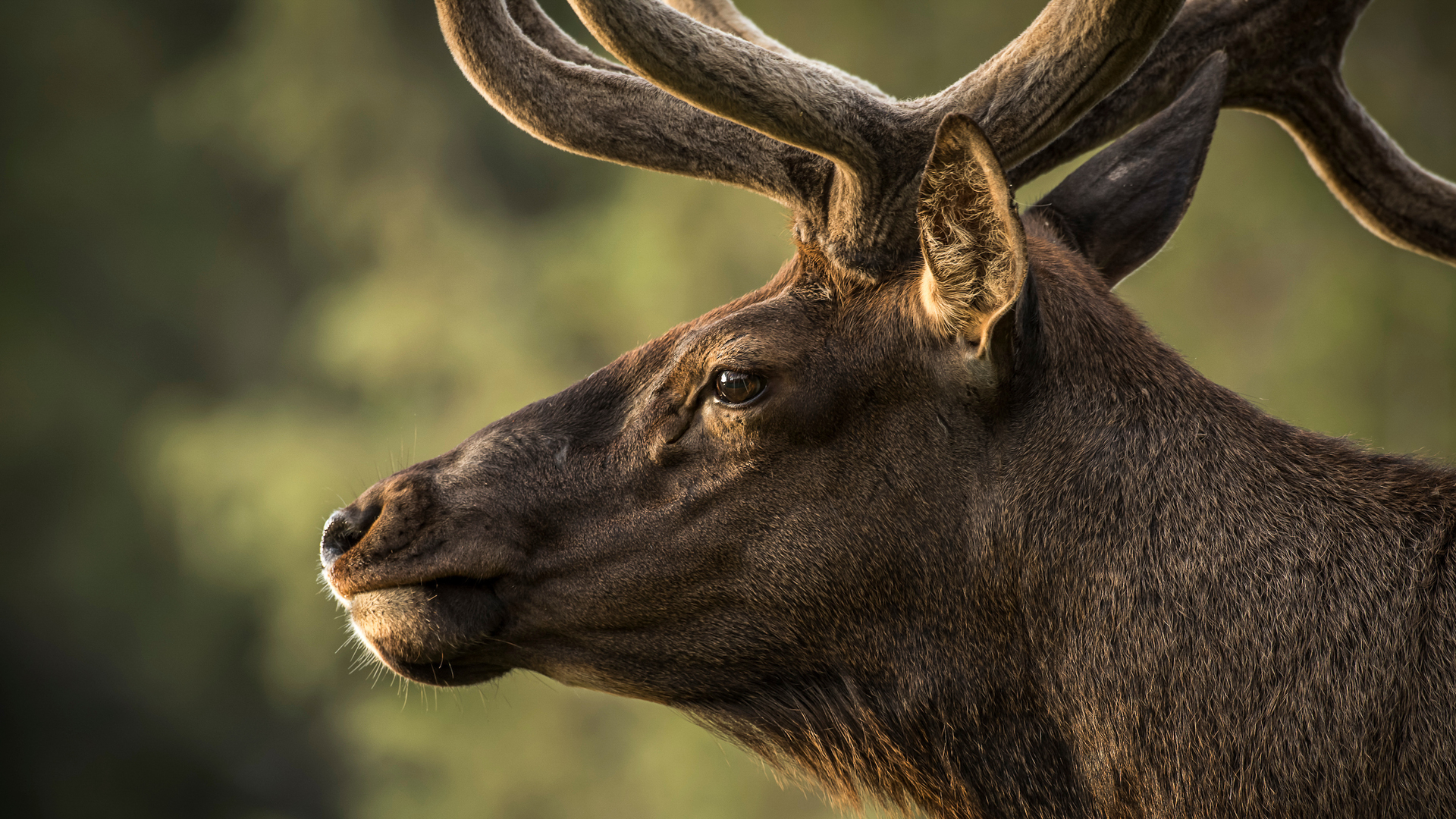 Nebraska Kicks Off July Elk Season