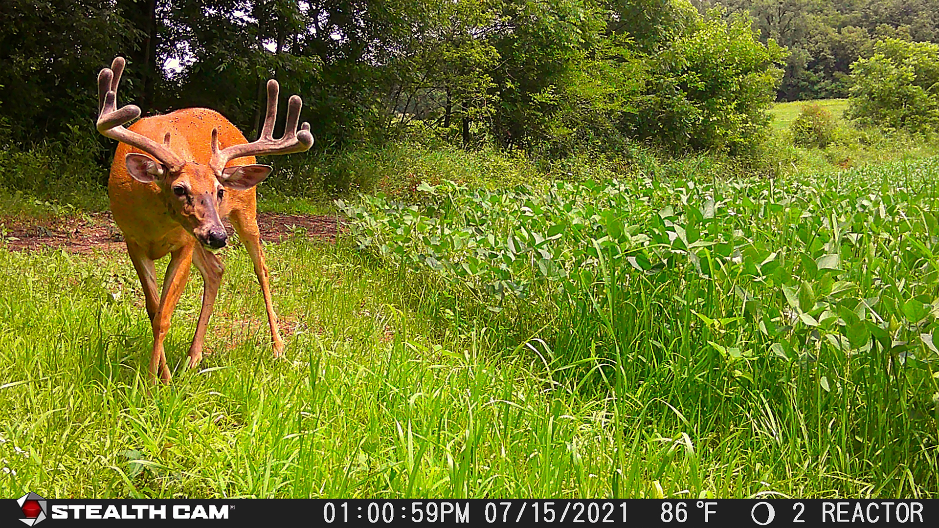 Top 3 Summer Camera Spots For Big Bucks