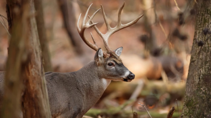 First Cwd Case Found In North Carolina Deer Herd
