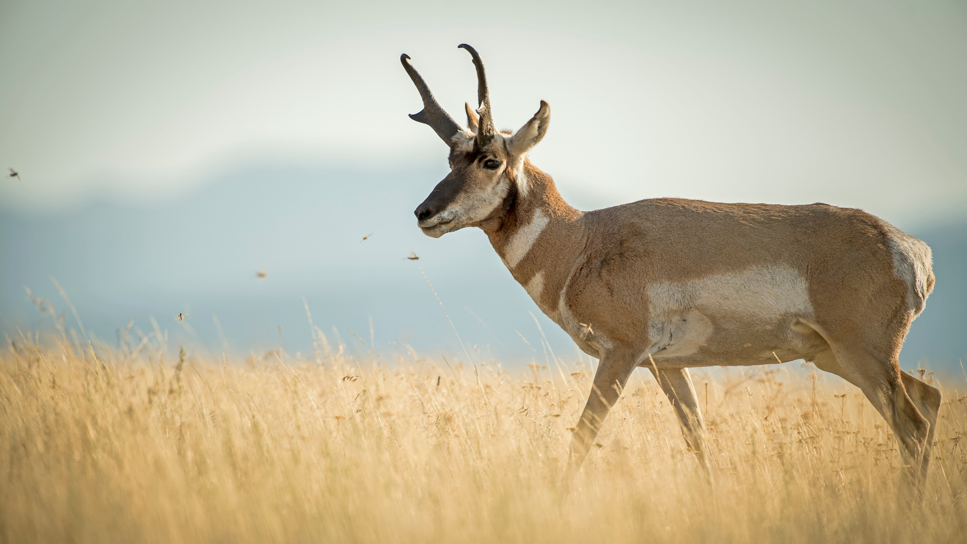 Top Mistakes Antelope Hunters Make