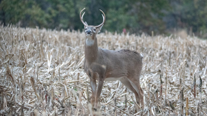 Is The First Sit Really The Best Sit For Deer?