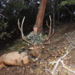 346/5/8 Elk In Parshall, Colorado By Tom Galley