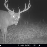 Age This Buck #19