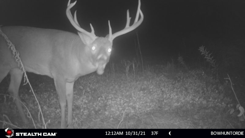Age This Buck #19