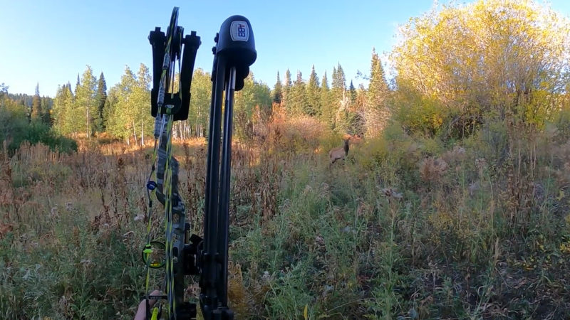 Elk Hunting Fails To Avoid This Season