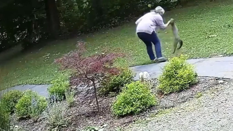 Rabid Fox Attacks Woman In Her Front Yard