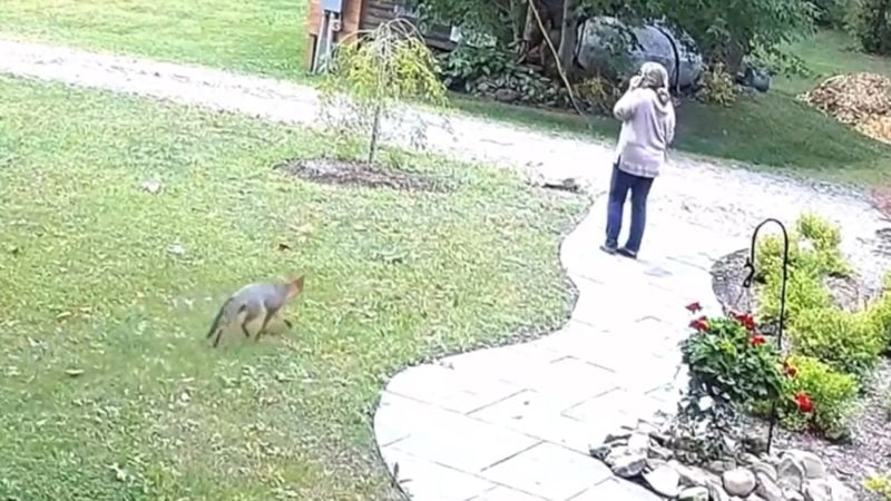 Rabid Fox Attacks Woman In Her Front Yard