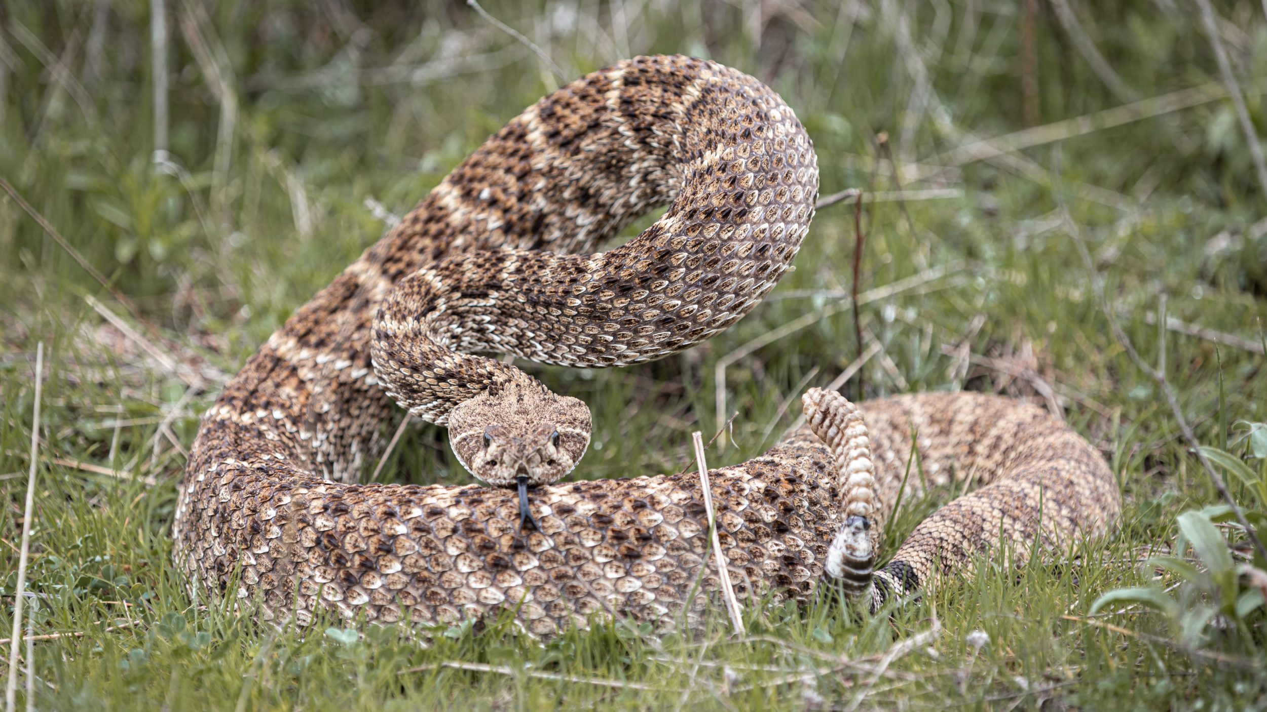 Face To Face With A Rattlesnake In The Treestand