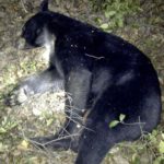 N/a Black Bear In West Virginia By Ryan Mcclure