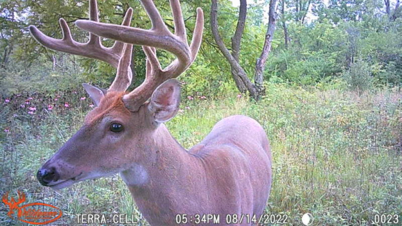 Wildgame Innovations Terra Cell Camera Review