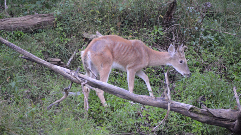 4 Deer You Shouldn't Eat: Illness In Whitetail Deer