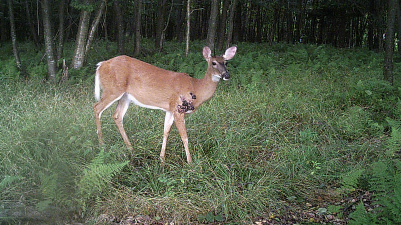 4 Deer You Shouldn't Eat: Illness In Whitetail Deer