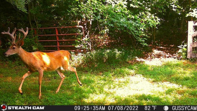 Why Your Summer Bucks Stopped Showing Up On Camera