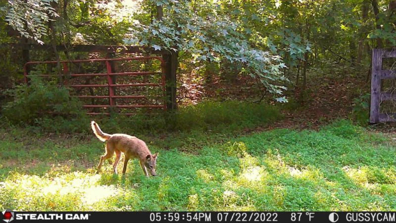 Why Your Summer Bucks Stopped Showing Up On Camera