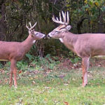 How To Age White Tailed Bucks