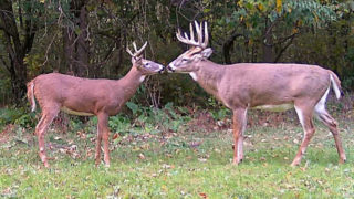 How To Age White Tailed Bucks