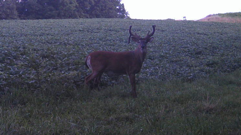 Age This Buck #23