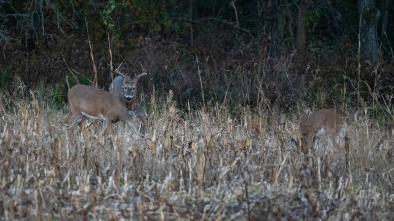 How To Get Deer To Leave Your Food Plot After Hours