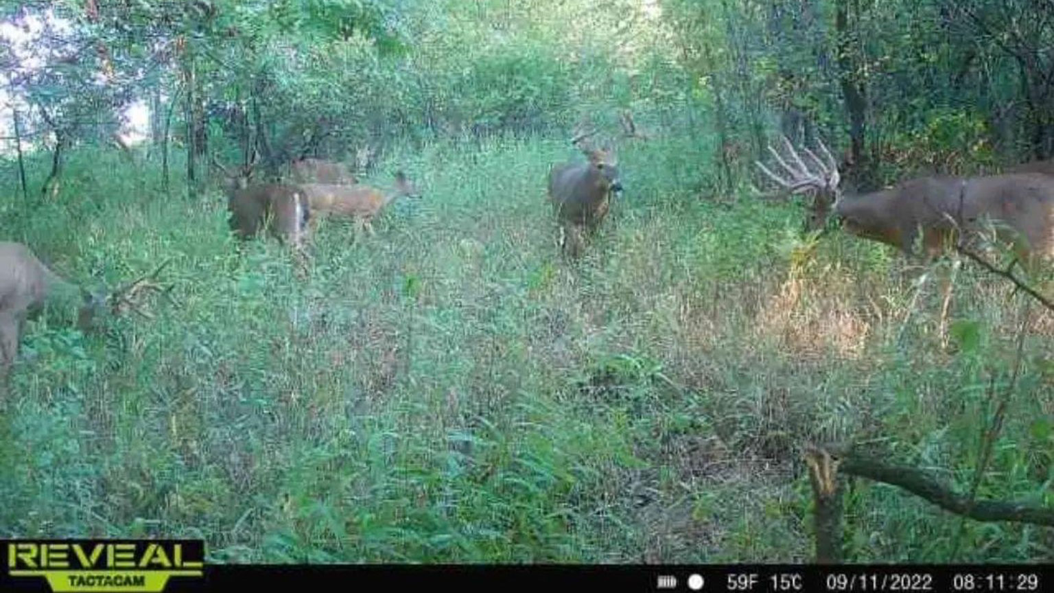Big Buck Profile Dilley's Kansas Buck