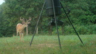 Is Hunting Deer Over Bait Cheating?