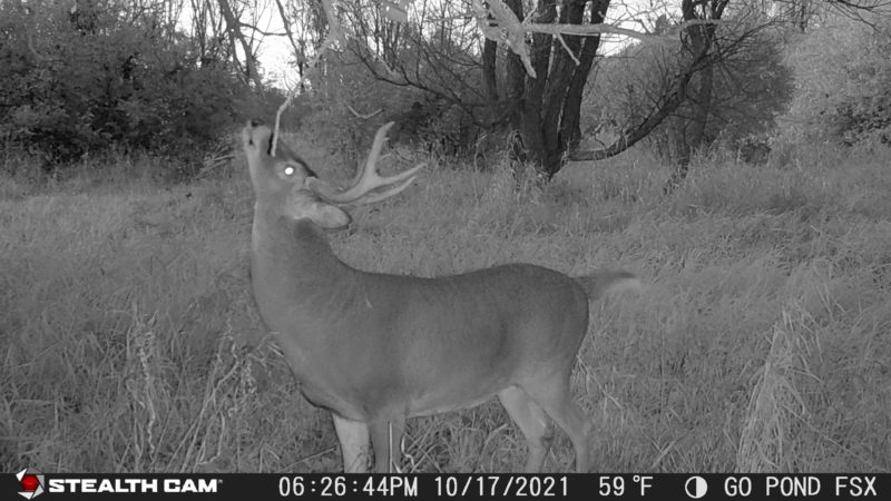 Age This Buck #20