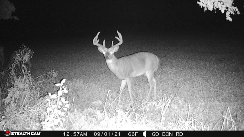 Age This Buck #21