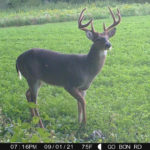 Age This Buck #21