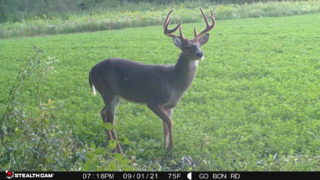 Age This Buck #21
