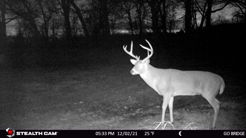 Age This Buck #20