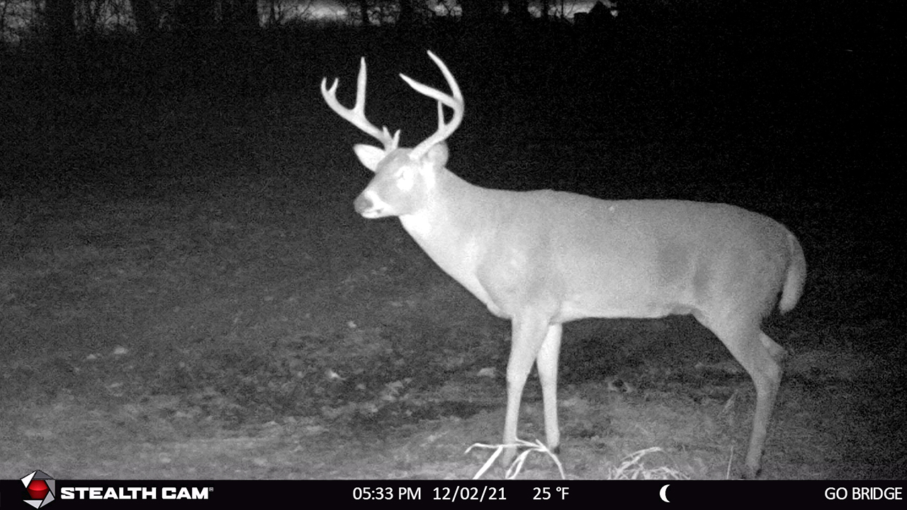 Age This Buck 20