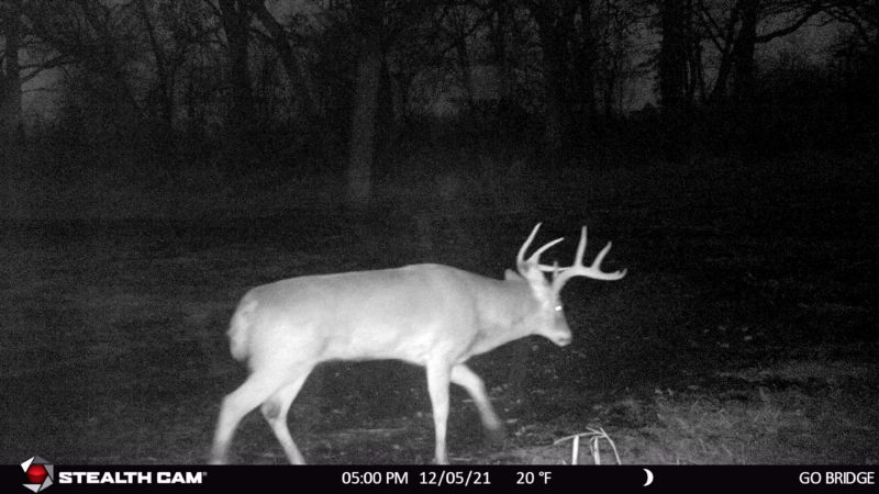 Age This Buck #22