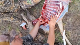 The Truth About A Deer's Lungs