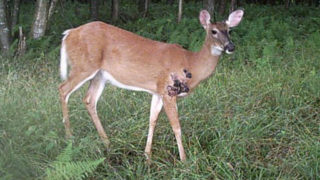 Think Twice Before Eating These Deer
