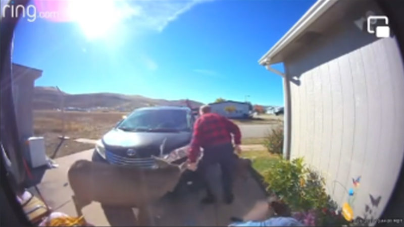 Mule Deer Attacks Homeowner