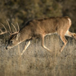 How To Kill A Buck During The Seeking Phase Of The Rut