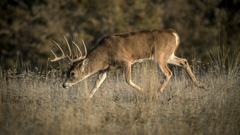 How To Kill A Buck During The Seeking Phase Of The Rut