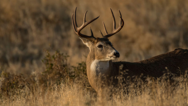 13 Rut Hunting Mistakes To Avoid