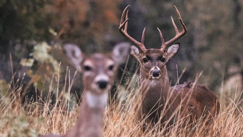 Hitting The December Rut In The South