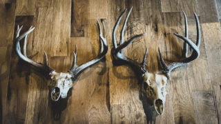 How To Clean A Deer Skull
