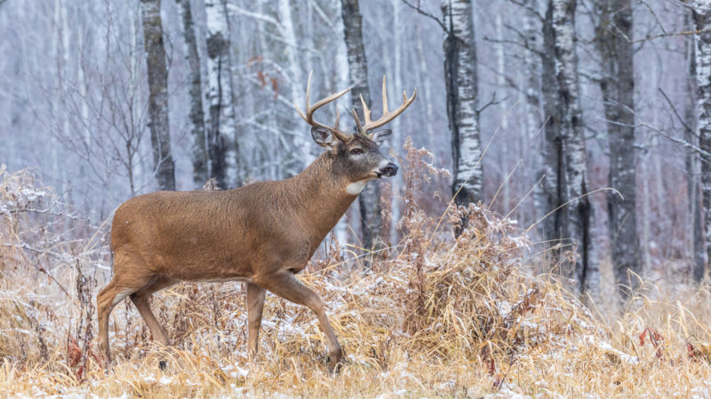 Why You Should Be In The Deer Stand Over Thanksgiving Break