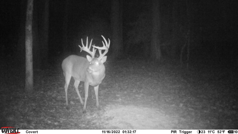 Big Buck Profile: Maryland Giant